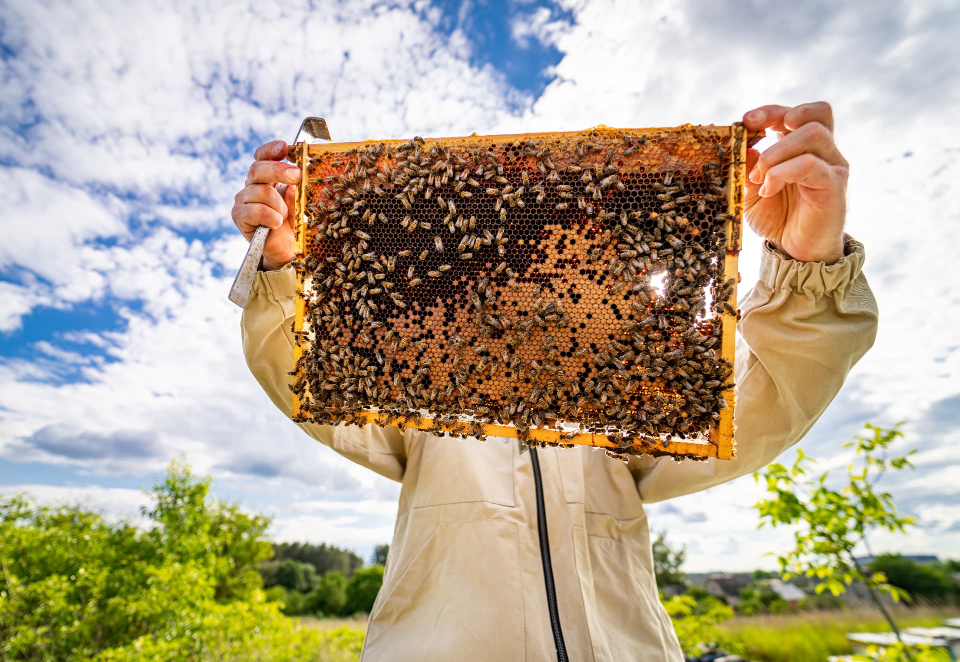 Beekeeper holding up a hive frame covered with honey bees against a bright blue sky