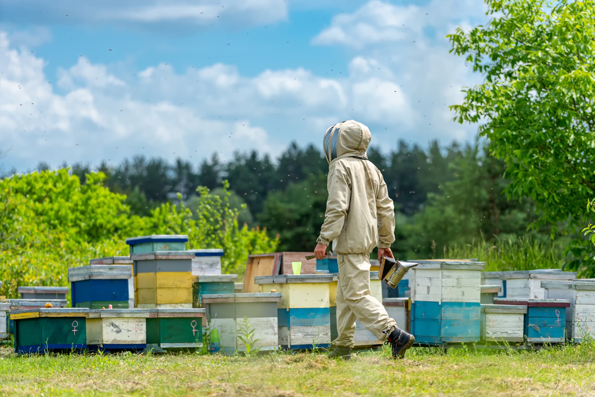 Beekeeper in a protective suit walking among colorful managed hive boxes in a sunny apiary